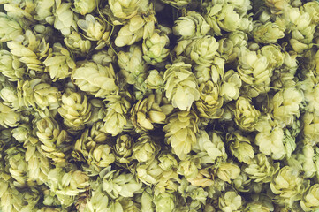 Fototapeta na wymiar Fresh green hops on a wooden background. Green hop cones on wooden background. Flat lay.