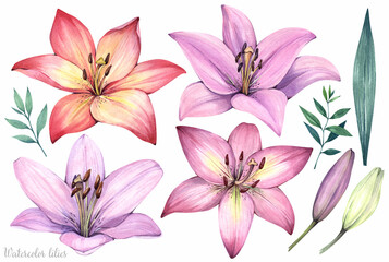 Watercolor illustration. Pink lilies, leaves on a white background. Set of plant elements.
