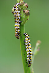 Mullein moth caterpillars feeding on figwort