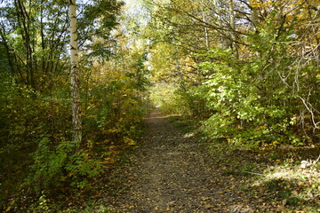 Obraz premium Dirt road through the autumn forest in the arboretum. Ulyanovsk Russia