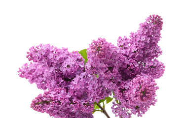 Bouquet of purple lilacs with leaves.