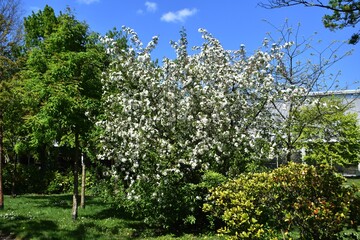 Fototapeta na wymiar Malus toringo sargentii or ornamental apple tree, with white flowers, in the garden.