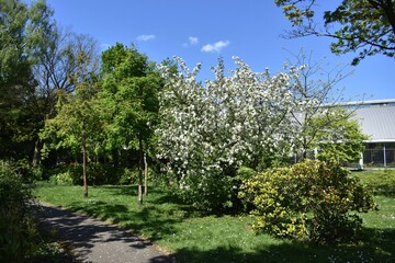 Malus toringo sargentii or ornamental apple tree, with white flowers, in the garden.