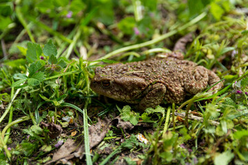 True toad frog on lawn in garden on sunny spring day looking for food. Close up, selective focus. Serbia, Europe