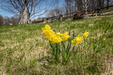 Spring Daffodils in a field 