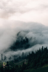 Nebel hängt tief im Wald 