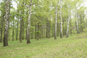 mixed forest, deciduous and coniferous, in early spring when the leaves have not yet blossomed. Ulyanovsk region, Russia