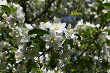 Branches with flowers of Malus toringo sargentii, ornamental apple tree, in the garden.