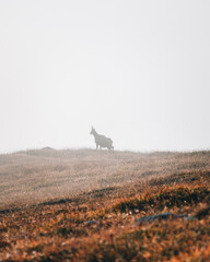 Fototapeta premium Gams im Nebel in den Alpen