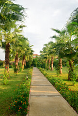Obraz premium A path between palm trees in Turkey