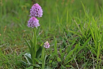 Dreizähniges Knabenkraut (Neotinea tridentata).
