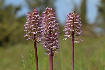 Purpur-Knabenkraut (Orchis purpurea).