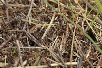 Nest der Großen Wiesenameise (Formica pratensis)