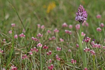 Dreiz&auml;hniges Knabenkraut (Neotinea tridentata).mit weiblichem Gew&ouml;hnlichen Katzenpf&ouml;tchen (Antennaria dioica)