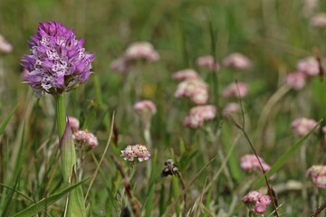 Dreizähniges Knabenkraut (Neotinea tridentata).mit männlichem Gewöhnlichen Katzenpfötchen (Antennaria dioica)