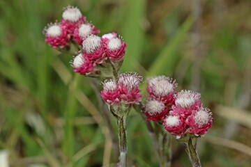 Weibliches Gewöhnliches Katzenpfötchen (Antennaria dioica)