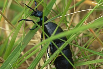 Weiblicher Schwarzblauer Ölkäfer (Meloe proscarabaeus).