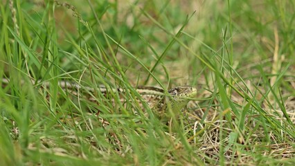 Weibliche Zauneidechse (Lacerta agilis).