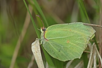 Männlicher Zitronenfalter (Gonepteryx rhamni)
