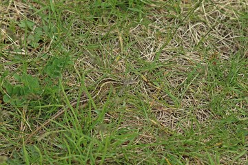 Weibliche Zauneidechse (Lacerta agilis).