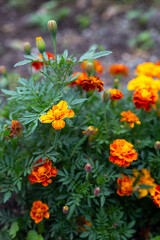 Close-up of orange flowers of marigolds tagetes foliage