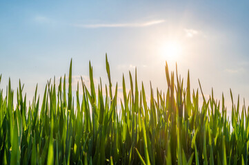 Grashalme vor blauem Himmel im Sonnenschein als Vorlage für individuelle Anpassungen