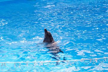 Obraz premium Dolphin in the pool of the Dolphinarium stuck its head out of the water
