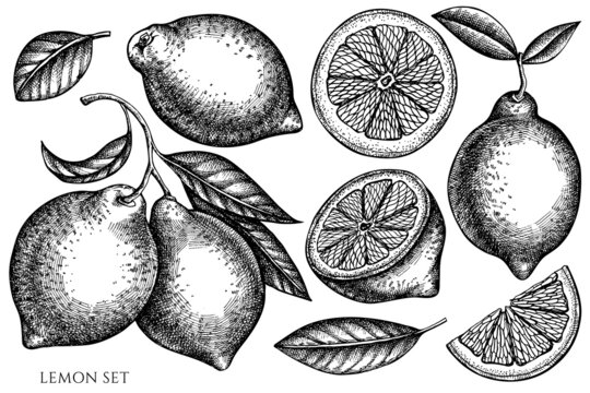Citrus vintage vector illustrations collection. Black and white lemon.
