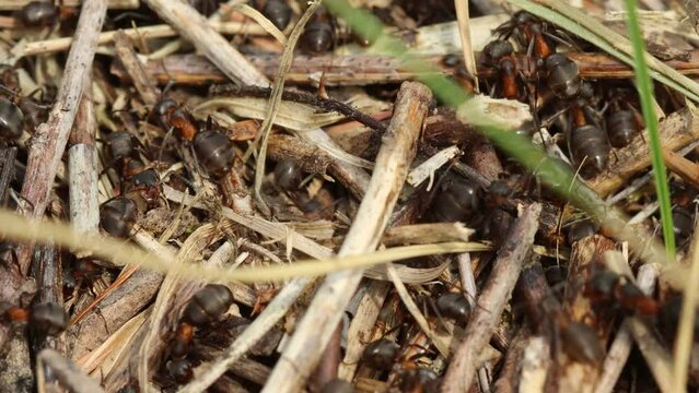 Nest der Gro&szlig;en Wiesenameise (Formica pratensis)