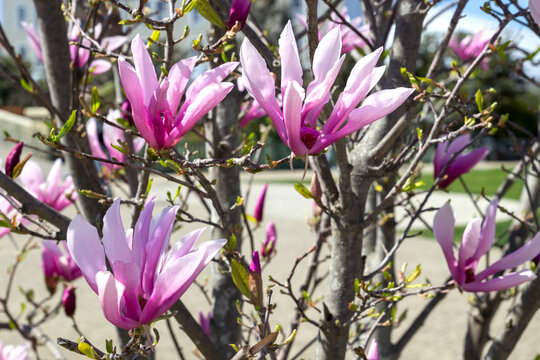 Branches of the Magnolia Susan bush with many large pink flowers.