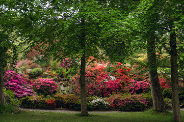Naklejka premium Beautiful Garden with blooming trees and bushes during spring time, Wales, UK