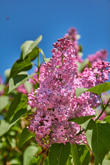 Obraz premium pink flowers