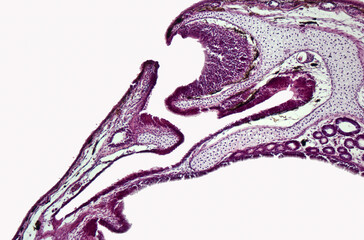 Cross section of the olfactory organ (nasal cavity, vomeronasal organ) of the marsh frog ...