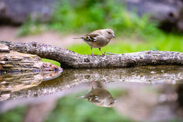 Groenling - Greenfinch