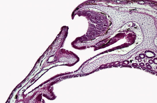 Cross section of the olfactory organ (nasal cavity, vomeronasal organ) of the marsh frog  (Pelophylax ridibundus). Hematoxylin and Eosin Staining (H&E stain). 