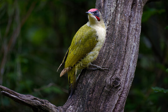 Groene specht - Green woodpecker