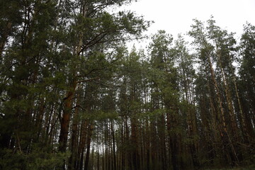 a spring pine forest, Skripino village Ulyanovsk, Russia. the stone in the forest. (Skrzypinski Kuchury)