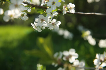 Bokeh flower Background. Cherry flowers on a branch in the backlight. Spring background