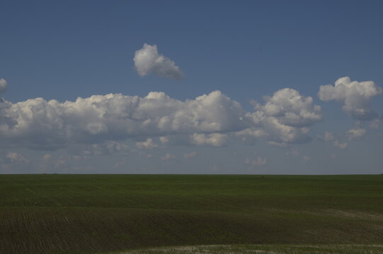 Green Field With Winter Crops Under Cloudy Sky. Ulyanovsk Region, Russia.