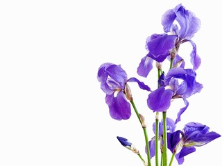 Fototapeta na wymiar iris isolated on white background