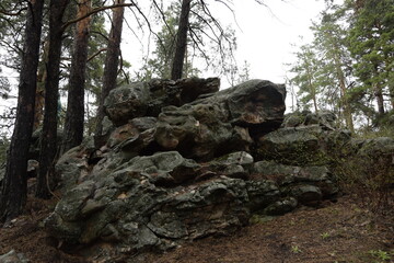 Huge stones in a spring pine forest, Skripino village Ulyanovsk, Russia. the stone in the forest. (Skrzypinski Kuchury)