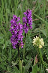 Obraz premium orchidées