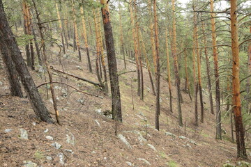 a spring pine forest, Skripino village Ulyanovsk, Russia. the stone in the forest. (Skrzypinski Kuchury)