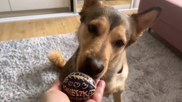 Behavior and emotions of the dog when playing with a painted chicken egg
