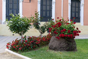 Fototapeta na wymiar Red flowers bloom by the wall