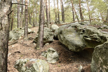 Huge stones in a spring pine forest, Skripino village Ulyanovsk, Russia. the stone in the forest. (Skrzypinski Kuchury)
