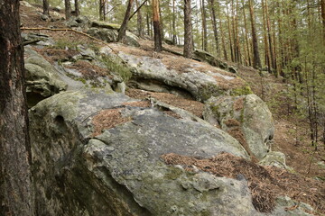 Huge stones in a spring pine forest, Skripino village Ulyanovsk, Russia. the stone in the forest. (Skrzypinski Kuchury)