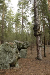 Huge stones in a spring pine forest, Skripino village Ulyanovsk, Russia. the stone in the forest. (Skrzypinski Kuchury)