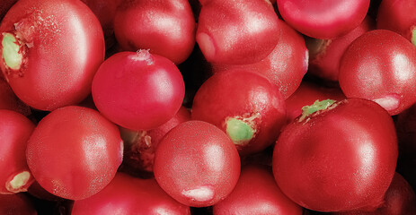 A solid background of juicy ripe radishes, top view