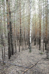 a spring pine forest, Skripino village Ulyanovsk, Russia. the stone in the forest. (Skrzypinski Kuchury)